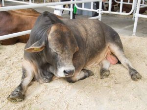 Bull inseminator