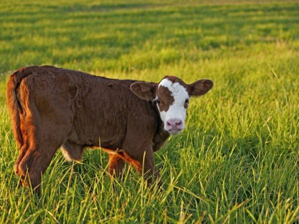 Plemeno hereford