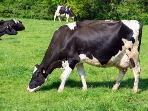 Holsteinské plemeno kráv