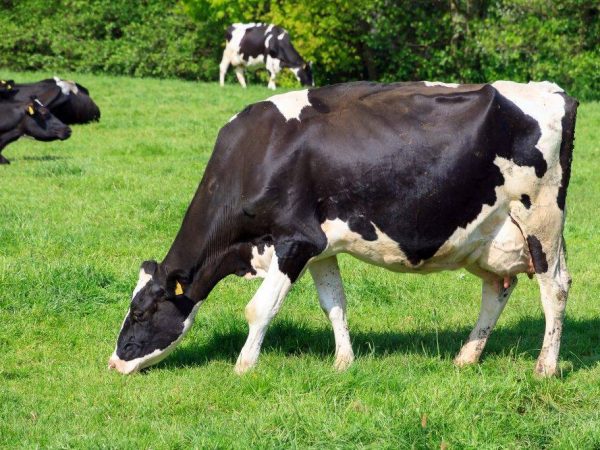 Holsteinské plemeno kráv
