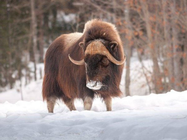 Musk ox