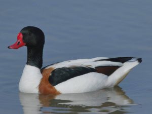 Kačica Peganka