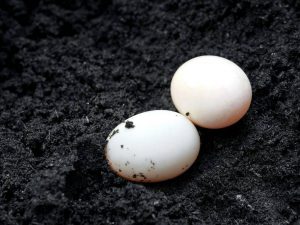 Indické kačacie vajcia
