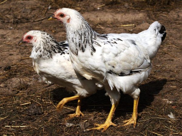 Adler strieborné plemeno kurčiat