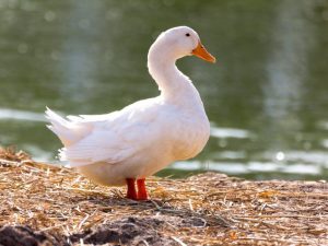 Kačica agidel