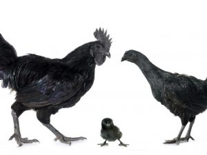 Kurčatá Ayam Tsemani