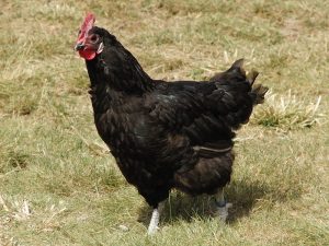 Plemeno kurčiat Barbezieux
