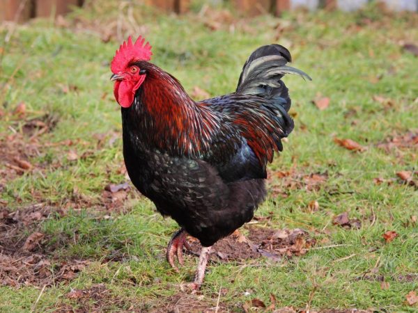 Pollos Barnevelder