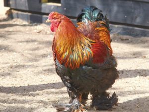 Kurčatá plemena Brama Partridge