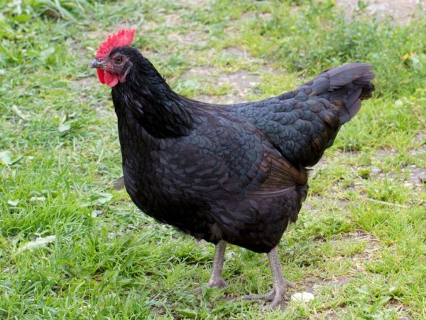Jerseyský gigant