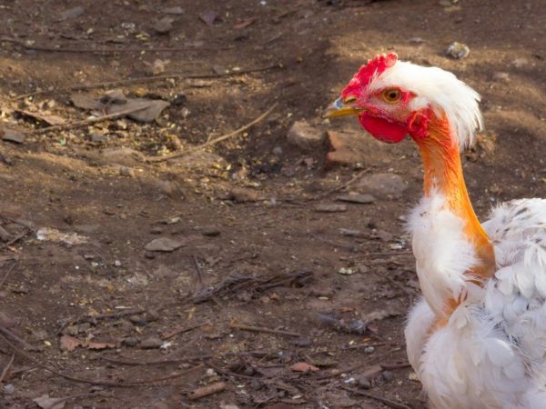 Raza de pollos sin pelo