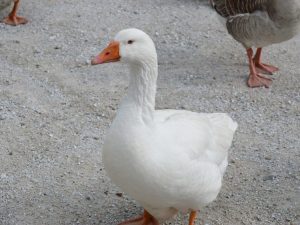 Guvernérske husy