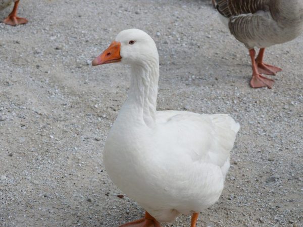 Guvernérske husy