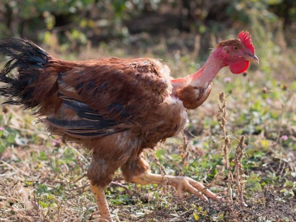 Kurčatá španielskeho plemena Golosheyka