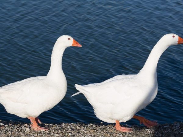 Ako rozoznať husiaka od husi