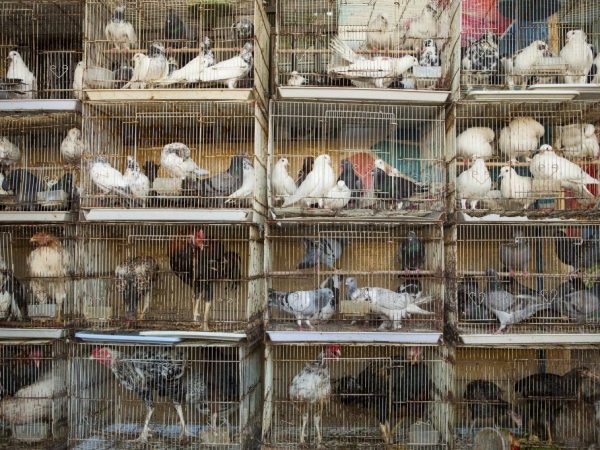 Comederos y bebederos de bricolaje para palomas
