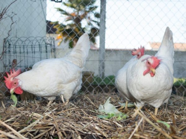 Kurčatá Leghorn