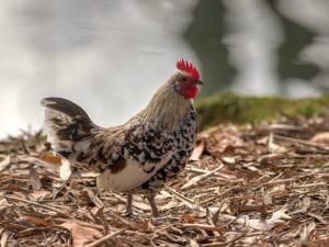 Kurčatá plemena Livenskaya calico