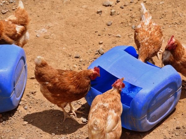 Chick drinker