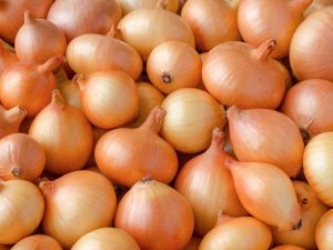 Cibuľa Sevok Sturon
