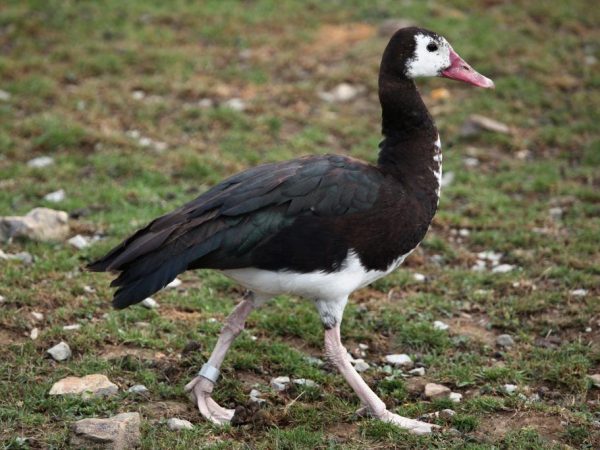 Ostrú hus