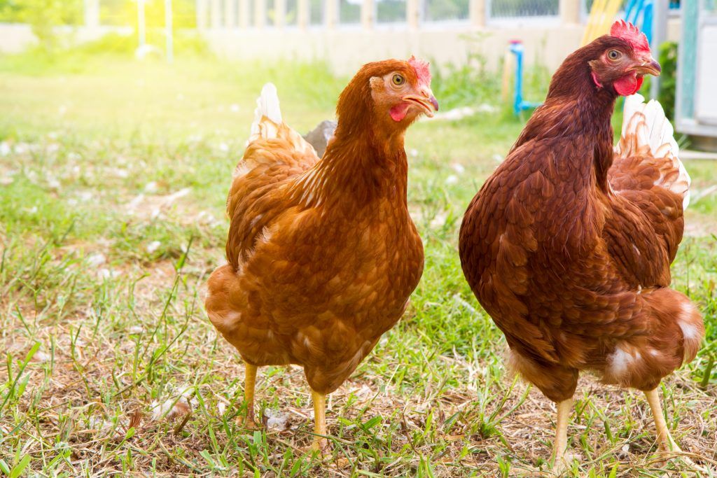 New Hampshire Rooster and Hen