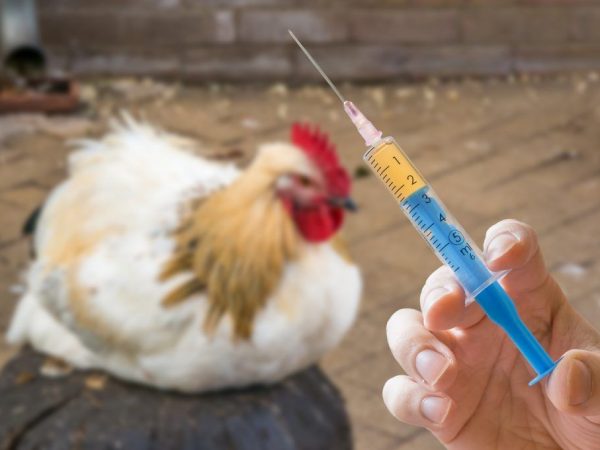 Antibiotiká pre nosnice a kurčatá