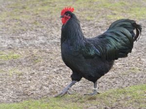 Kurčatá australorp