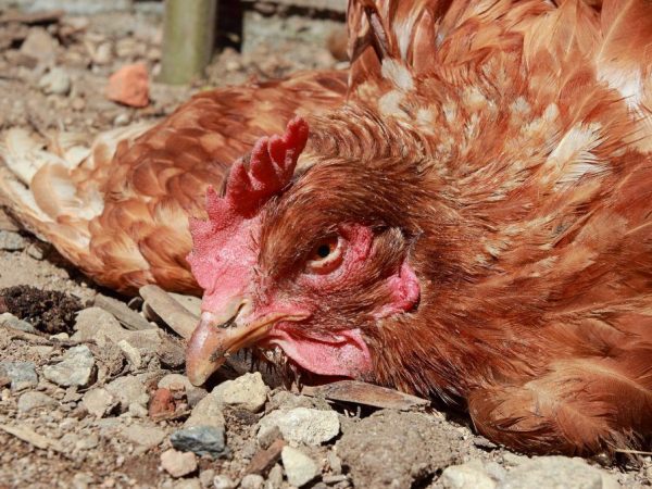 Pseudomor hydiny u kurčiat