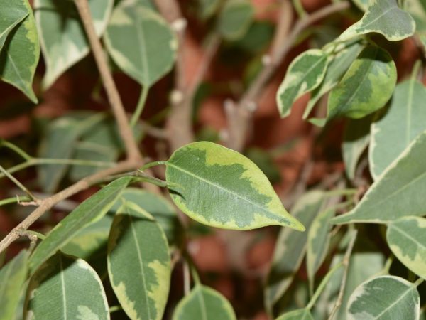Choroby Ficus Benjamin