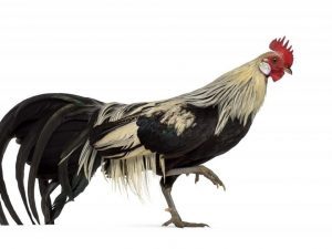 Kuracie plemeno fénix