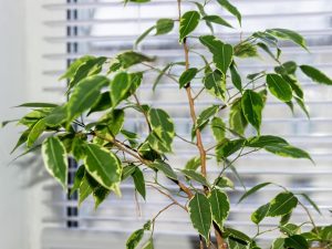 Ficus Benjamin zhadzuje listy