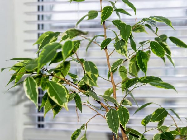Ficus Benjamin zhadzuje listy