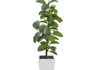 Vlastnosti fikusu Cyatistipula