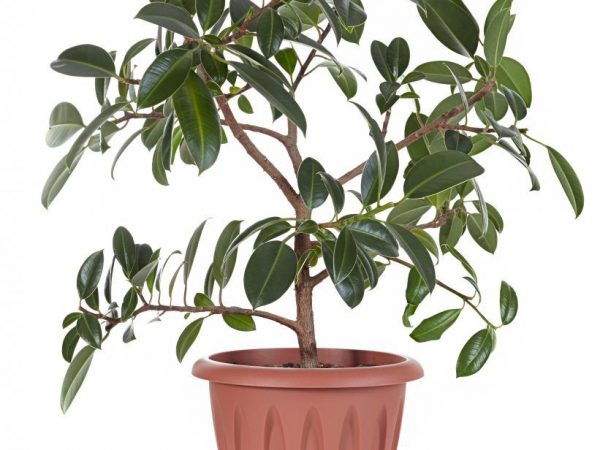 Ficus Melanie