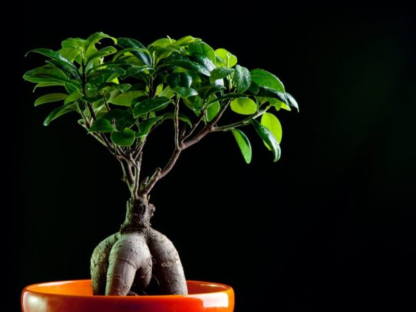 Ficus miluje teplo a svetlo