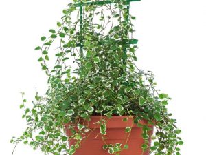 Ficus Pumila White slnečno