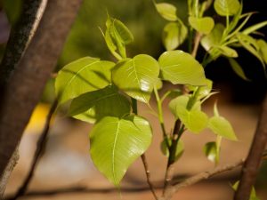 Ficus Sacred