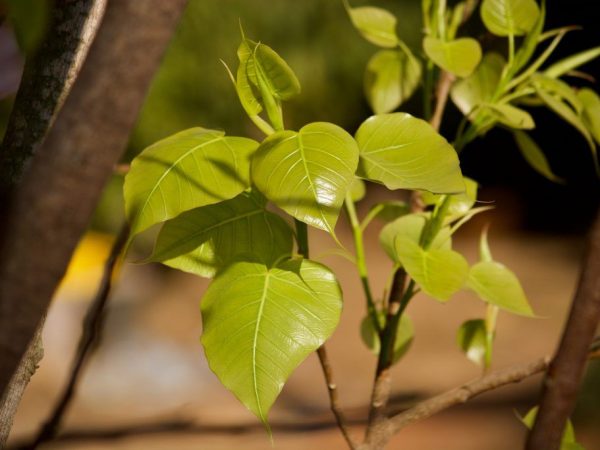 Ficus Sacred