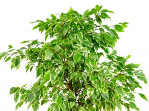 Tvorba koruny Ficus Benjamin