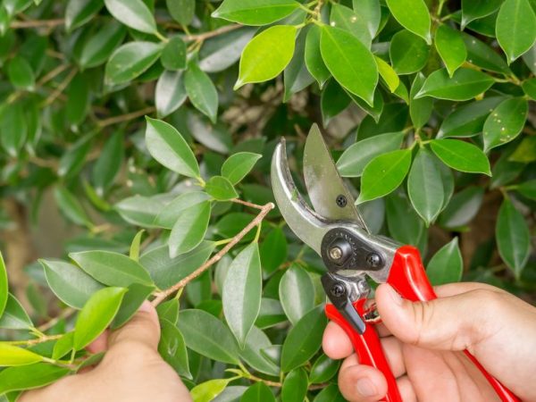 Metódy prerezávania Ficus a metódy tvorby koruny