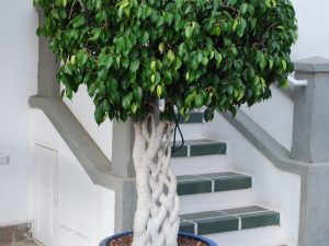Ako splietnuť Benjamin ficus doma