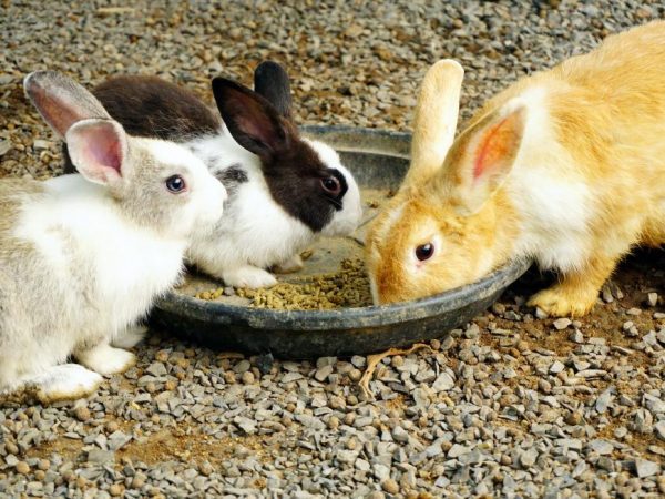 Choroba sa prenáša vzdušnými kvapôčkami