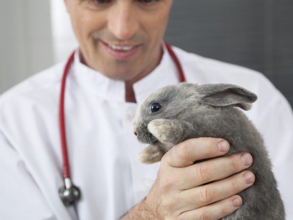Veterinárny lekár môže diagnostikovať králičiu chorobu