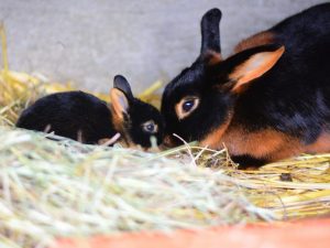 Popis Black Fire Rabbit