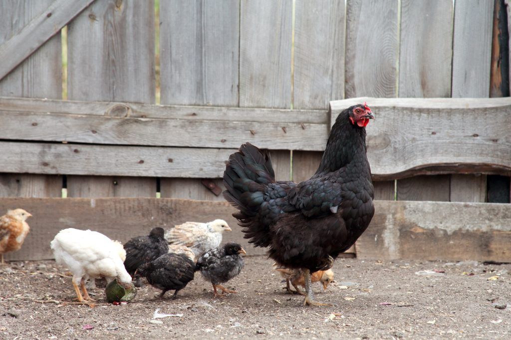 Chicken La Flush má dobrú imunitu