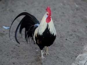 Popis plemena kurčiat Lackenfelder
