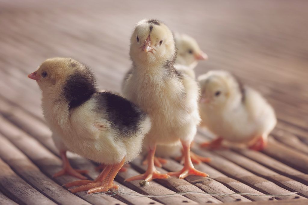 Kurčatá plemena Lakenfelder môžu mať tmavú aj svetlú farbu.
