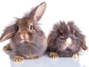Králik Lionhead