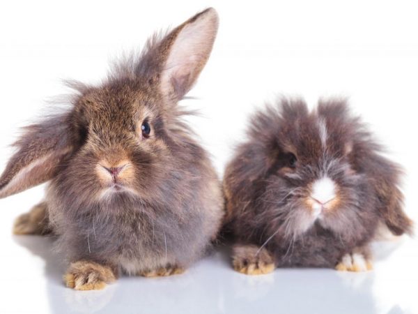 Králik Lionhead